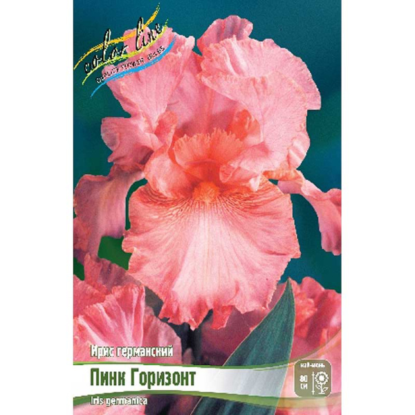 Ирис Германский Пинк Горизонт I 1 шт