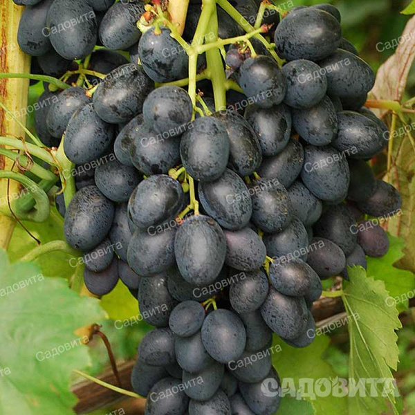 Виноград Фурор ранний Садовита