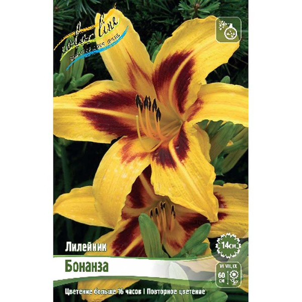 Лилейник Бонанза I 2 шт 