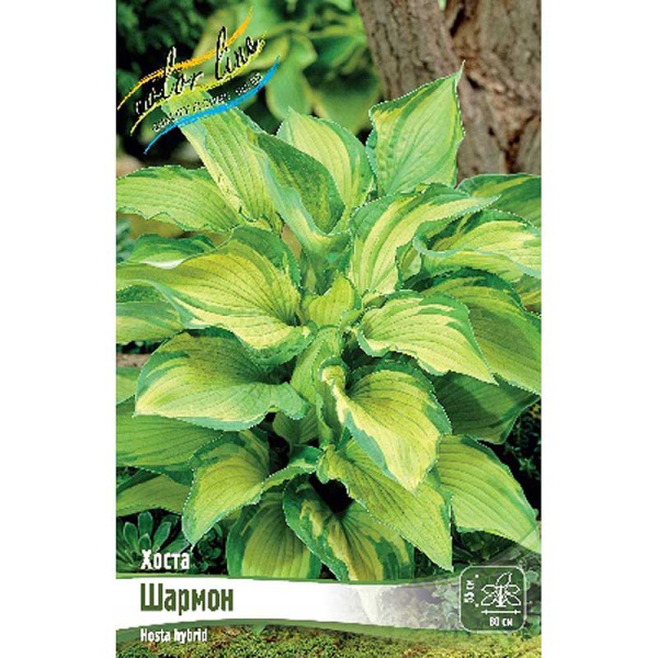 Хоста Шармон 1 n 25 шт Биг-пак 7925