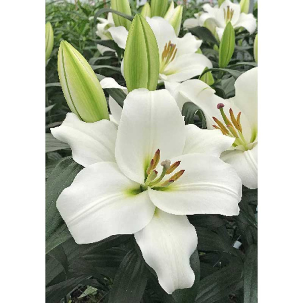 Лилия Ле Престин 14/16 1 Эконом шт 