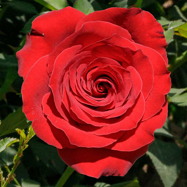 Роза чайно-гибридная Роял Баккара Садовита