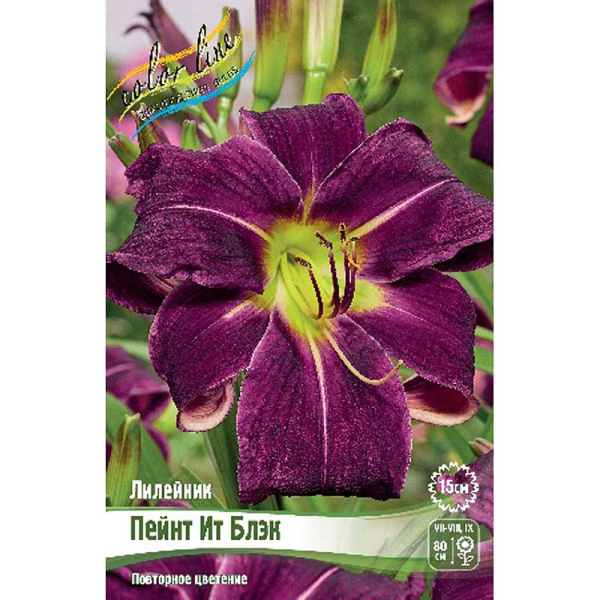 Лилейник Пейнт Ит Блэк I 25 шт Биг-пак 8439