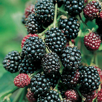 Ежевика Кустистая Торнфри Р9 ,шт Садовита