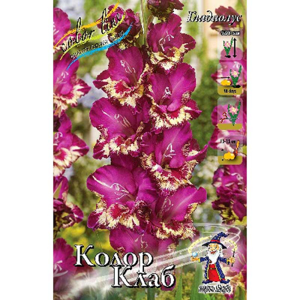 Гладиолус Колор Клаб 12/14 5 шт 