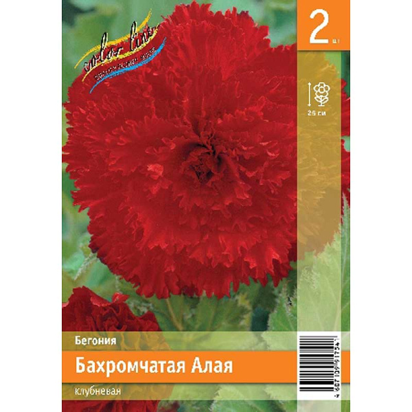 Бегония Бахромчатая Алая 4/5 2 Эконом шт