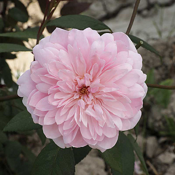 Роза плетистая Франсуа Юренвиль Садовита