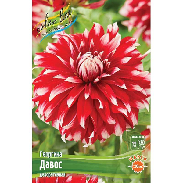 Георгина Давос I 1 шт