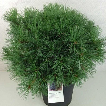 Сосна Веймутовая Бергманс Мини C10 40-50cm