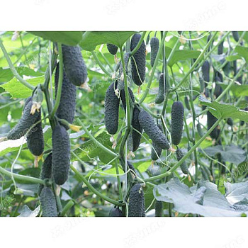 Огурец Бьерн (Нидерланды) Каприс