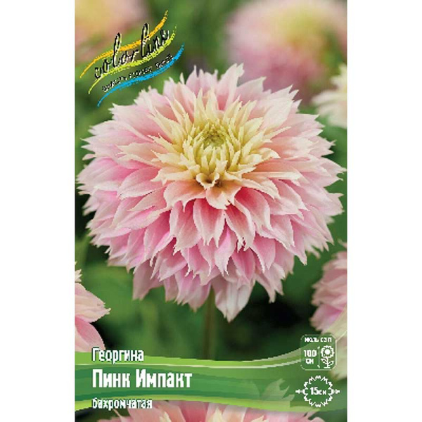 Георгина Пинк Импакт I 15 шт Шоу-Бокс 8972