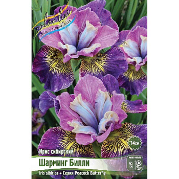 Ирис Сибирский Шарминг Билли I 1 шт