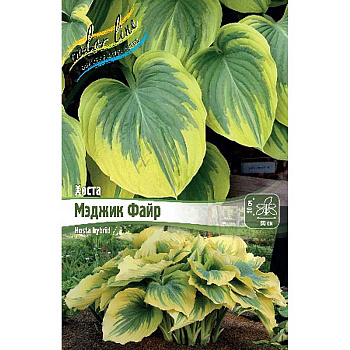 Хоста Мэджик Файр 1 n 1 шт