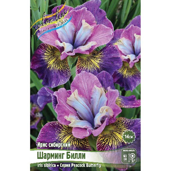 Ирис Сибирский Шарминг Билли I 1 шт