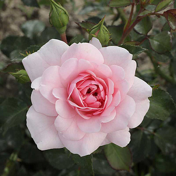 Роза шраб Боника 82 Садовита