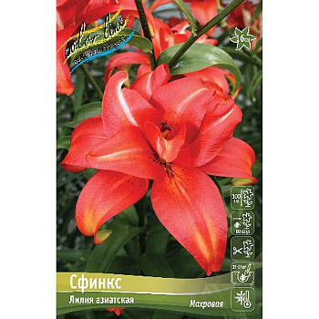 Лилия Сфинкс 12/14 5 шт 