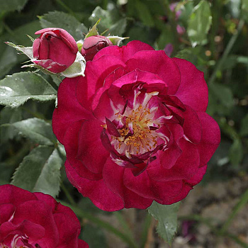 Роза Канадская (флорибунда) Кримсон Айс Садовита