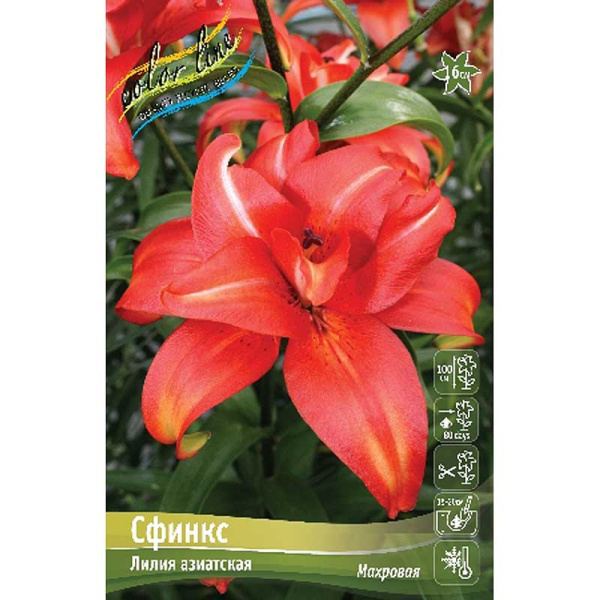 Лилия Сфинкс 12/14 5 шт 