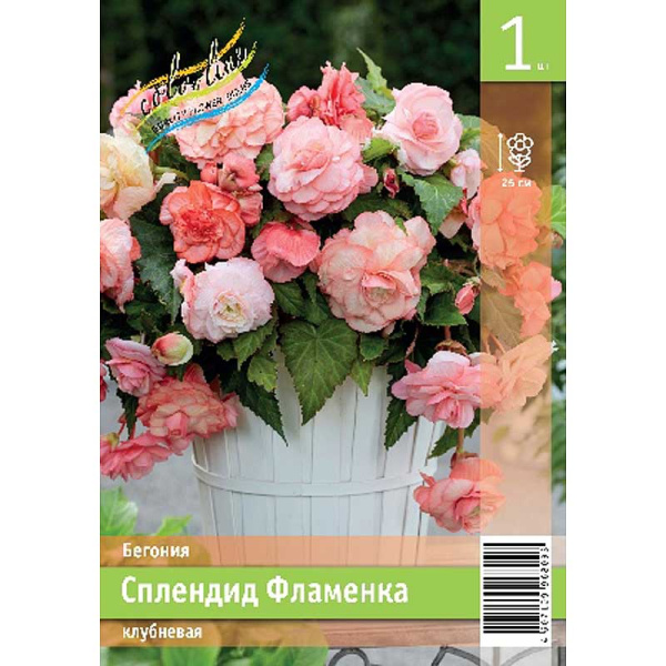 Бегония Сплендид Фламенка 5/6 1 Эконом шт
