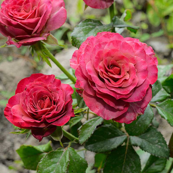 Роза Чайно-гибридная Сингл Малт Садовита