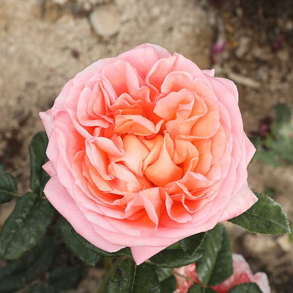 Роза чайно-гибридная Чиппендейл Садовита