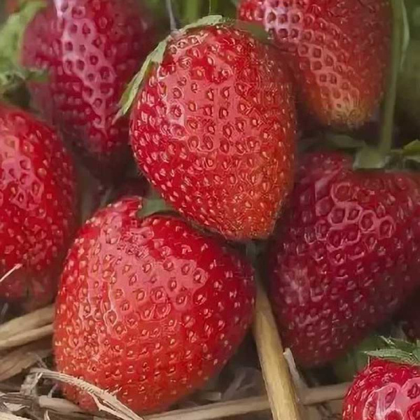 Земляника садовая Лималексия (цена за 40шт) ОСП