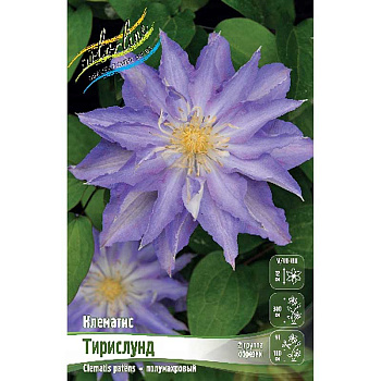Клематис Тирислунд I 2 шт
