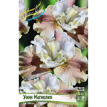 Ирис Сибирский Уинн Магнолия I 25 шт Биг-пак 8013