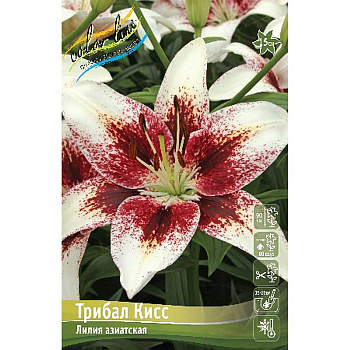 Лилия Трибал Кисс 12/14 25 шт Биг-пак 10070