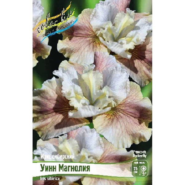 Ирис Сибирский Уинн Магнолия I 25 шт Биг-пак 8013