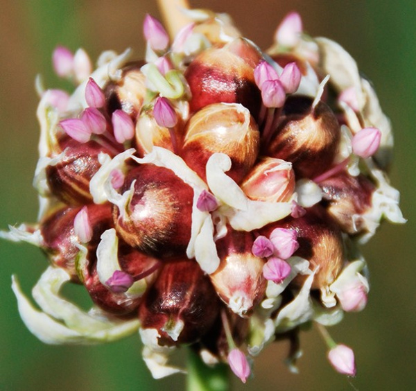 Воздушная бульба Шадейка 200гр