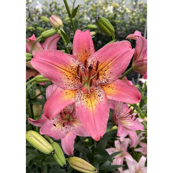 Лилия Фэнси Данс 12/14 1 Эконом шт 