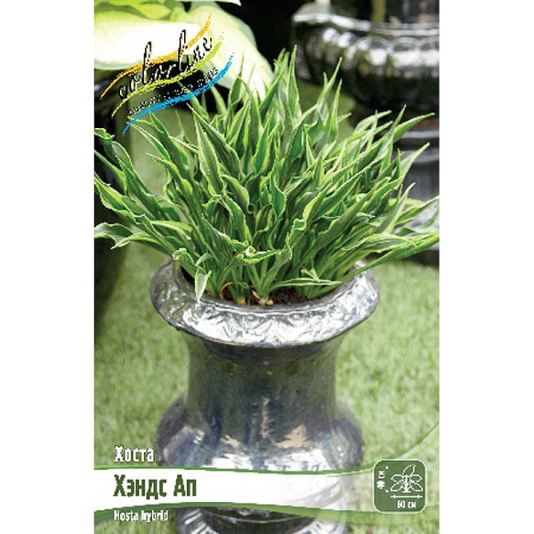 Хоста Хэндс Ап 1 n 1 шт