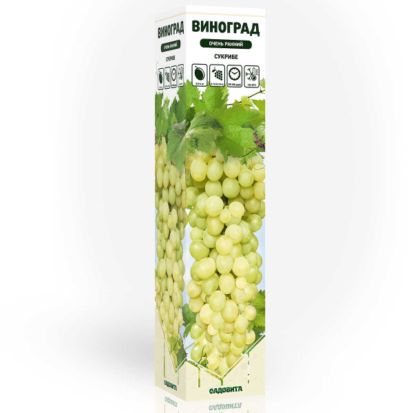 Виноград Сукрибе очень ранний Садовита