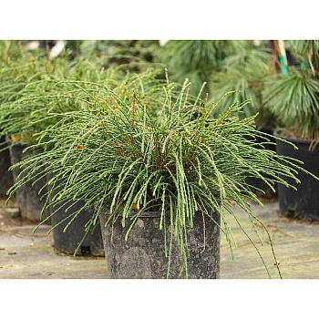 Туя Складчатая Випкорд C5 25-30cm шт