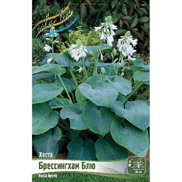 Хоста Брессингхам Блю 1 n 1 шт
