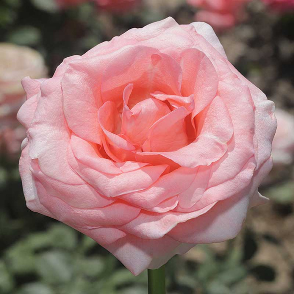 Роза чайно-гибридная Лондон ай Садовита