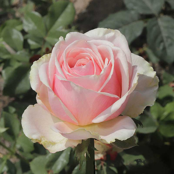 Роза чайно-гибридная Кинг Конг Садовита