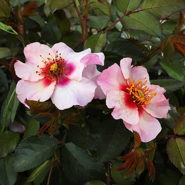 Роза канадская (флорибунда) Фор Ё айз онли Садовита