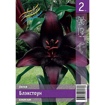 Лилия Блэкстоун 12/14 2 Эконом шт
