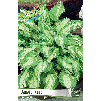 Хоста Альбопикта 1 n 25 шт Биг-Пак 5900