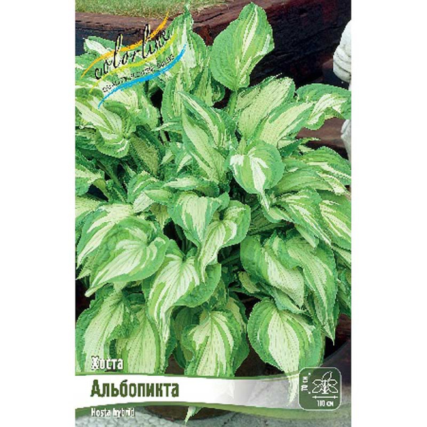 Хоста Альбопикта 1 n 25 шт Биг-Пак 5900