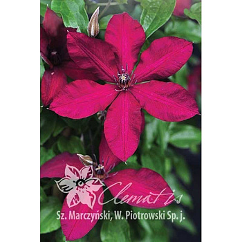 Клематис Солидарность P9 шт
