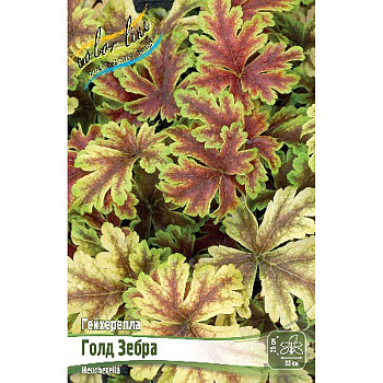 Гейхерелла Голд Зебра I 1 шт