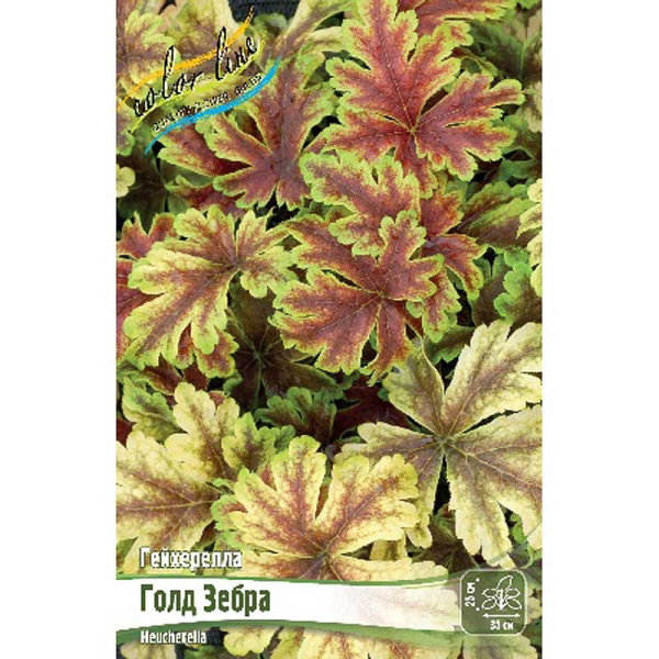 Гейхерелла Голд Зебра I 1 шт