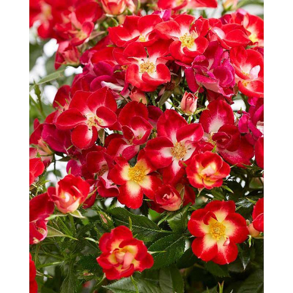 Роза Эверглоу Руби P12