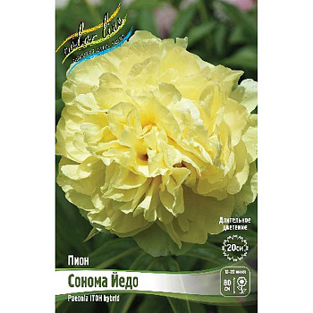 Пион Ито Сонома Йедо 2/3 n 1 шт 