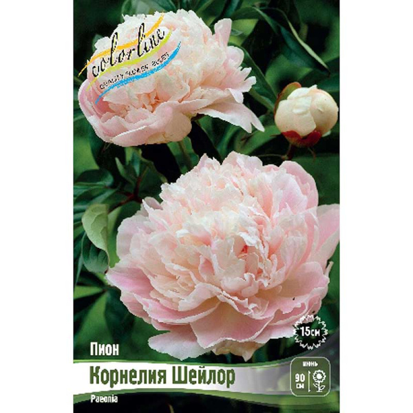 Пион Корнелия Шейлор 2/3 n 1 шт
