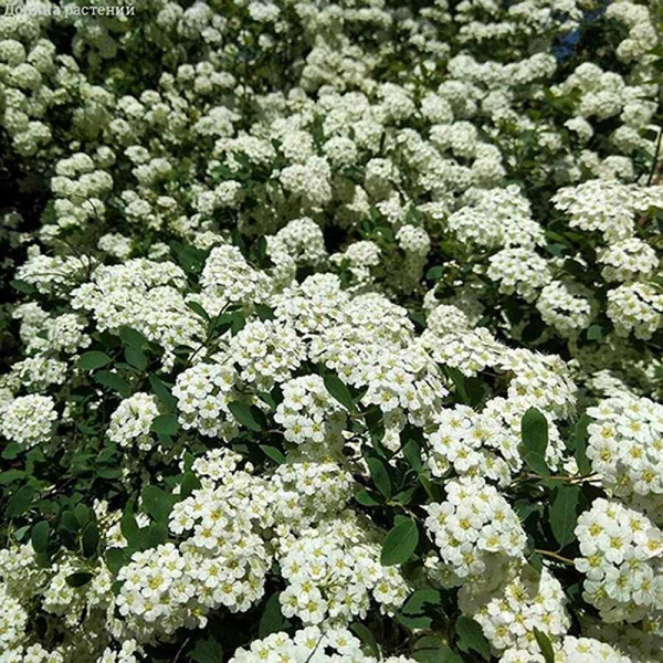 Спирея Стелющаяся P9 ,шт Садовита