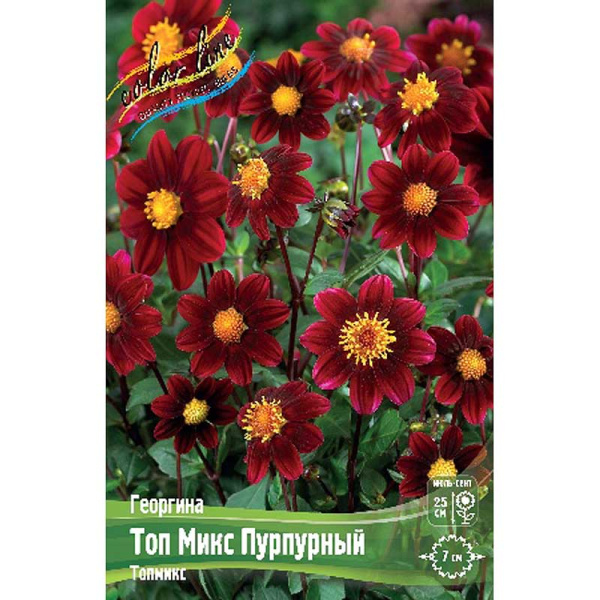 Георгина Топ Микс Пурпурный I 1 шт 